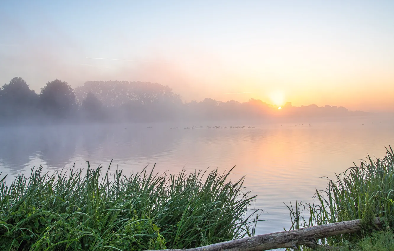 Photo wallpaper forest, the sky, grass, the sun, light, reflection, dawn, bird