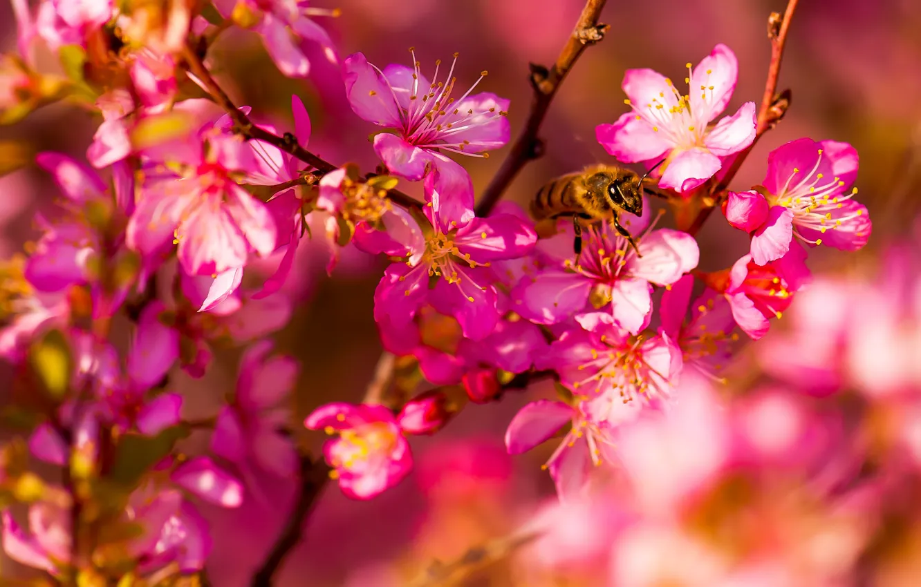 Photo wallpaper macro, flowers, bee, spring, garden, insect