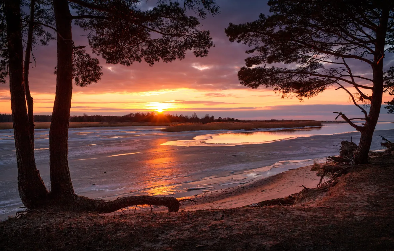 Photo wallpaper sunset, shore, pine, pond