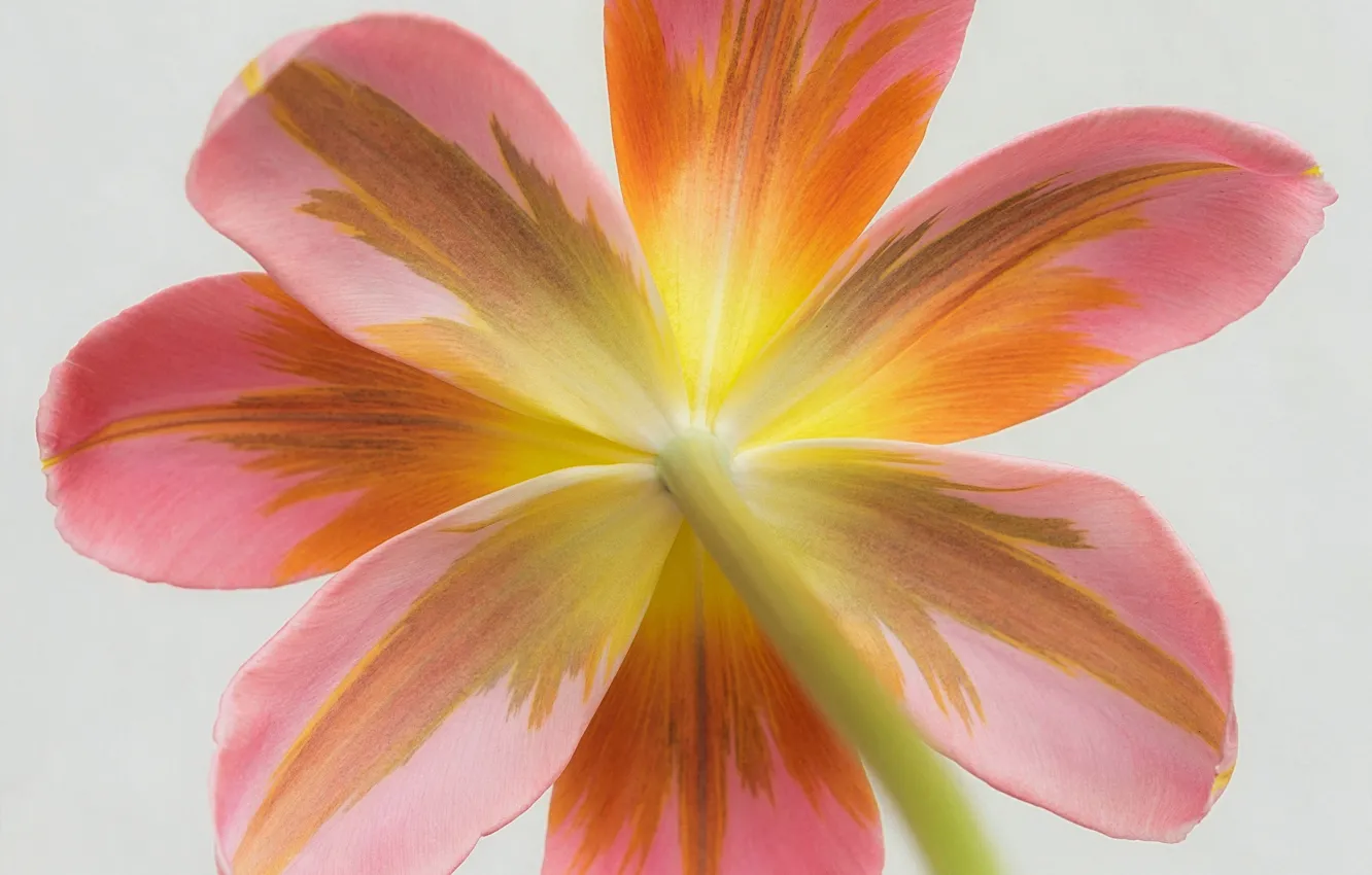 Photo wallpaper flower, macro, nature, Tulip, petals, stem