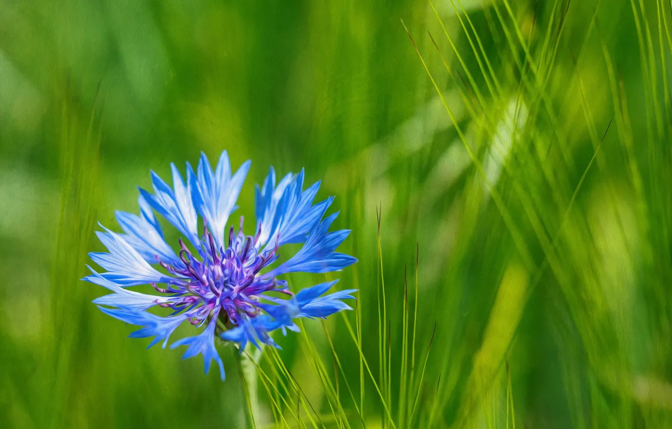 Photo wallpaper grass, macro, nature, petals, meadow, Cornflower blue