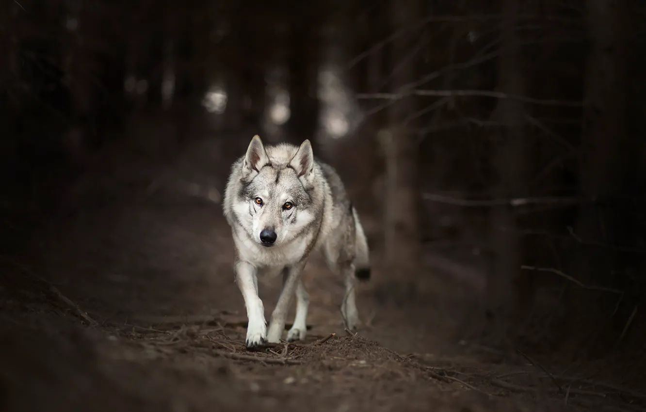 Photo wallpaper forest, nature, wolf