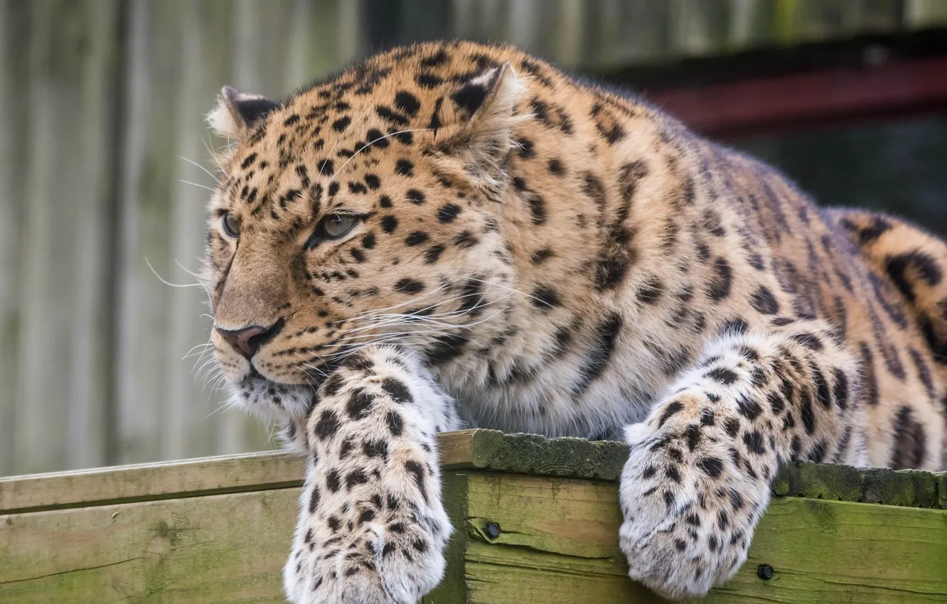 Photo wallpaper face, stay, predator, paws, wild cat, the Amur leopard