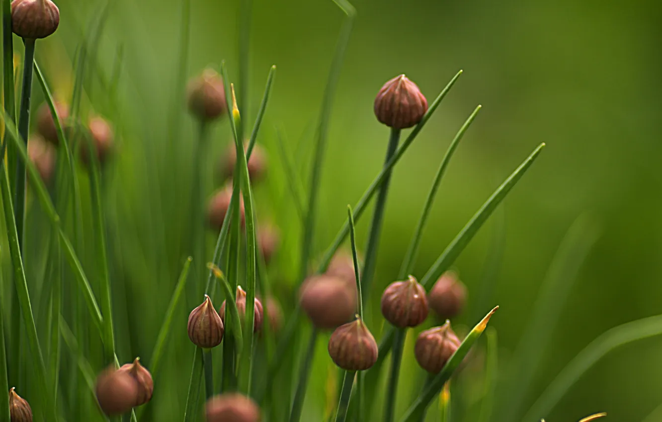 Photo wallpaper nature, spring, may, flowering