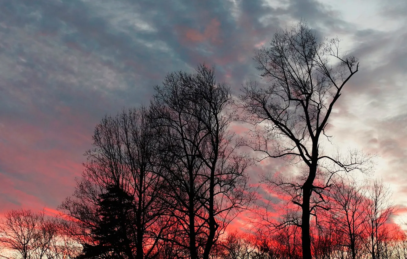 Photo wallpaper autumn, the sky, clouds, trees, sunset