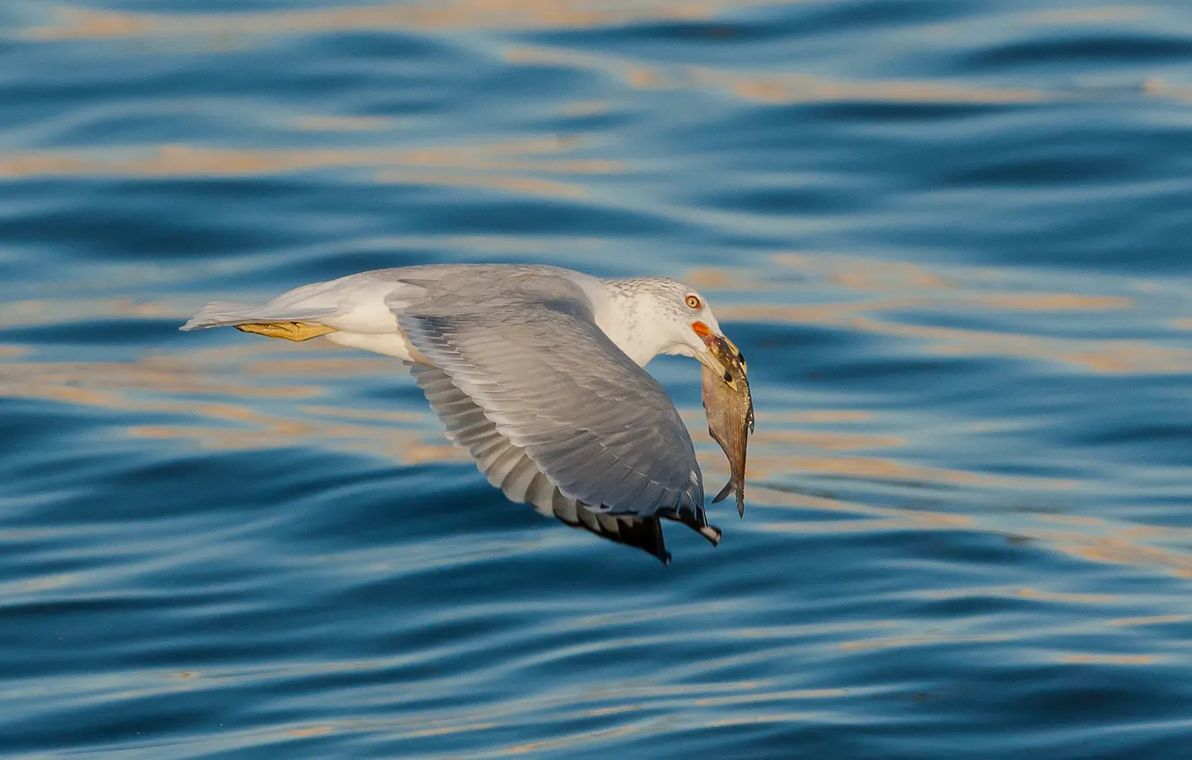 Photo wallpaper sea, bird, fish, Seagull