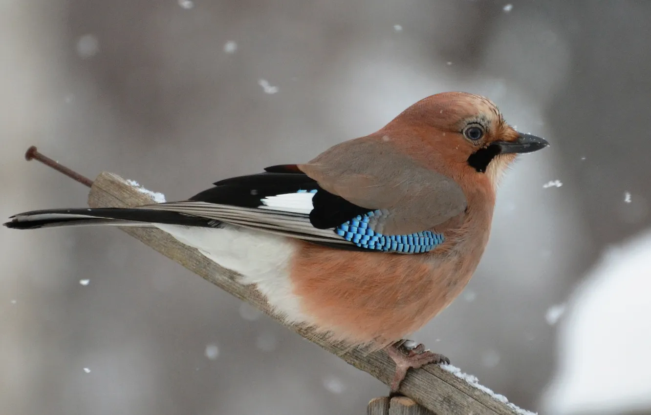 Photo wallpaper winter, snow, bird, Jay, the crossbar