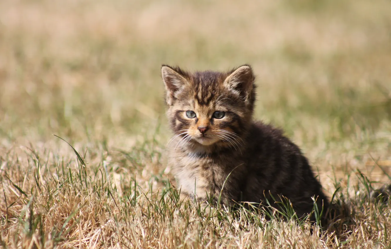 Photo wallpaper striped, looks, baleen