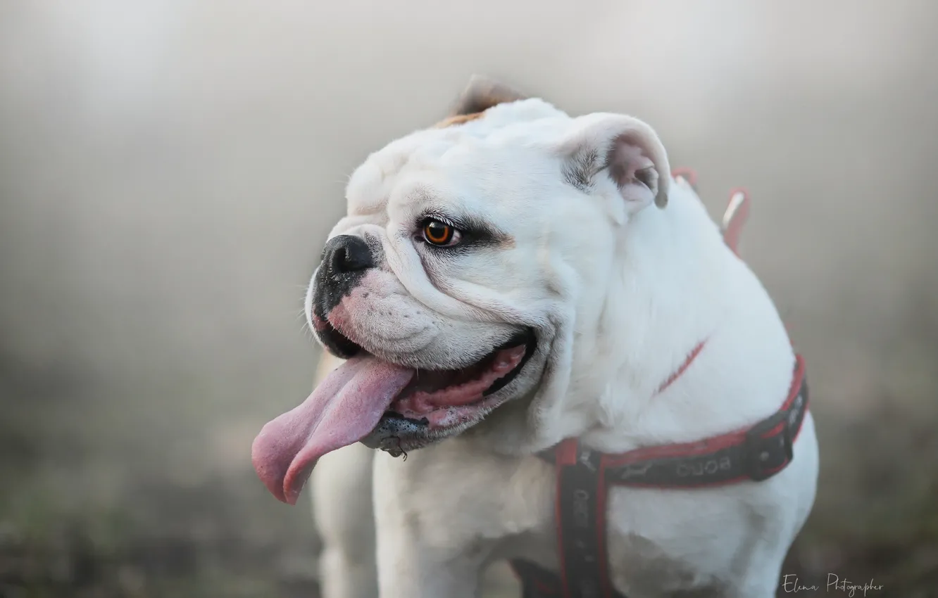 Photo wallpaper language, look, background, bulldog
