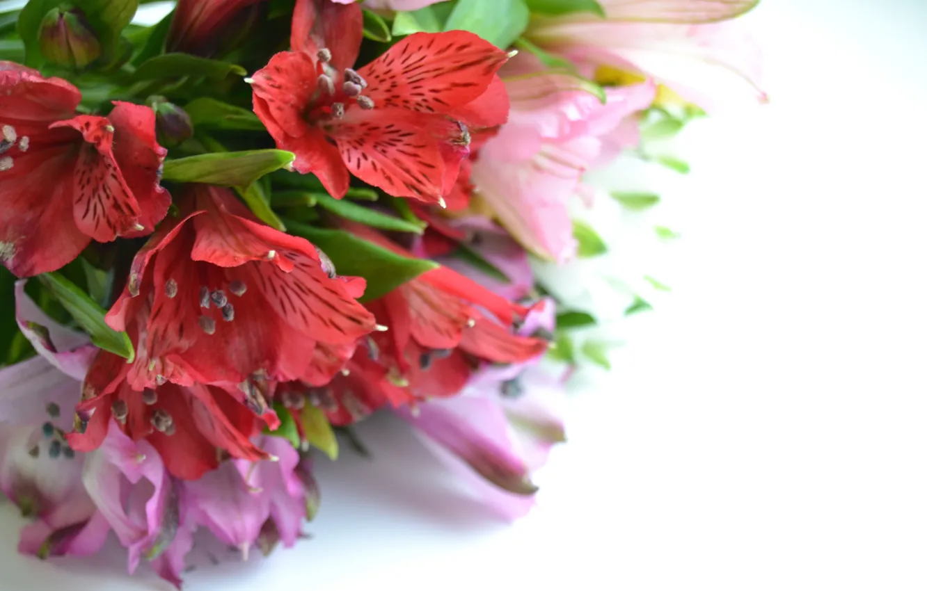 Photo wallpaper flowers, sweetheart, Alstroemeria
