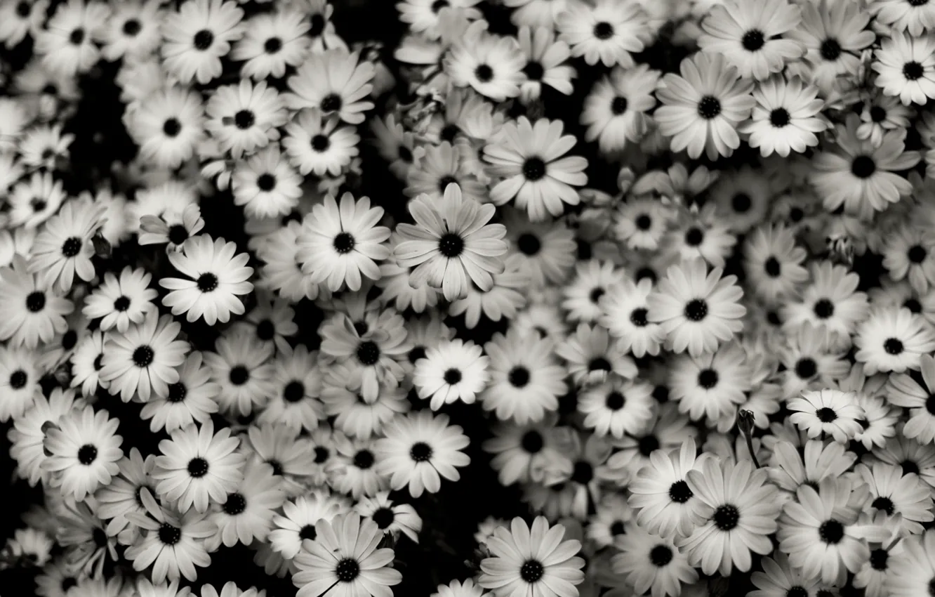 Photo wallpaper flower, flowers, nature, flowers, macro photography