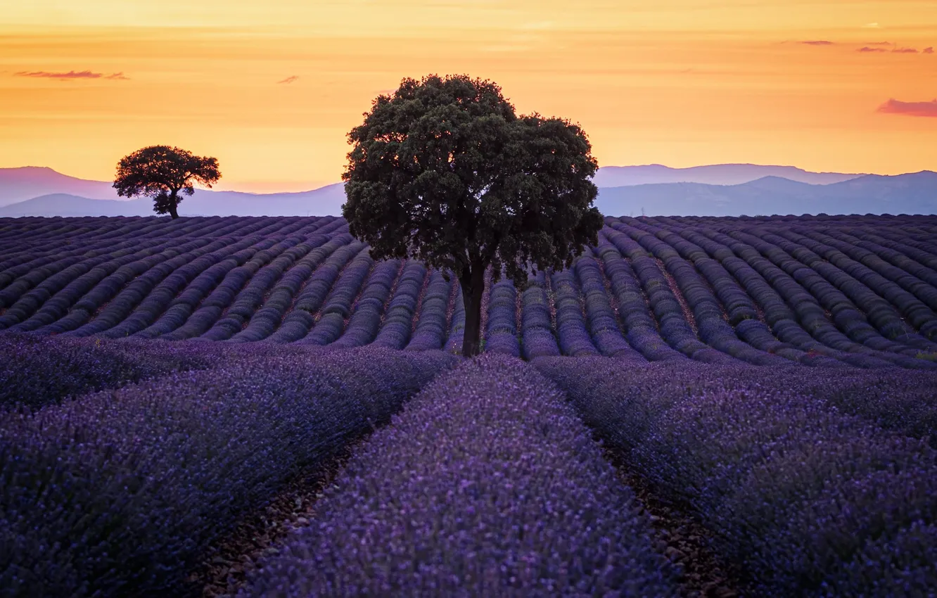 Photo wallpaper field, summer, the sky, trees, sunset, flowers, mountains, hills