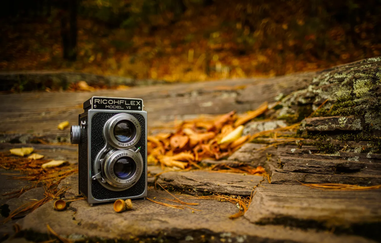 Photo wallpaper autumn, leaves, camera