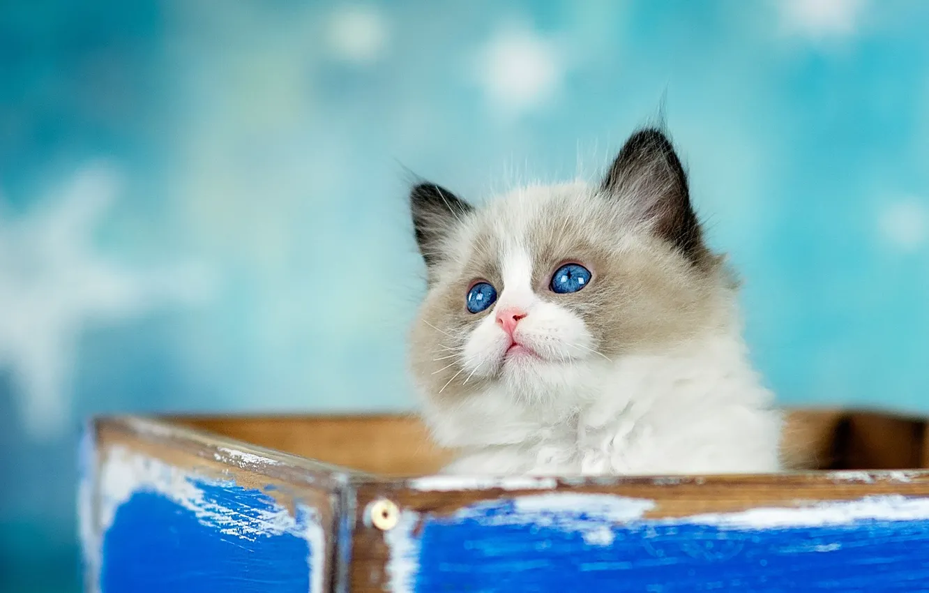 Photo wallpaper cat, look, kitty, background, box, blue, fluffy, box