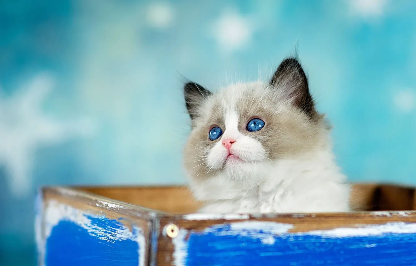 Photo wallpaper cat, look, background, box, blue, fluffy, kitty, box