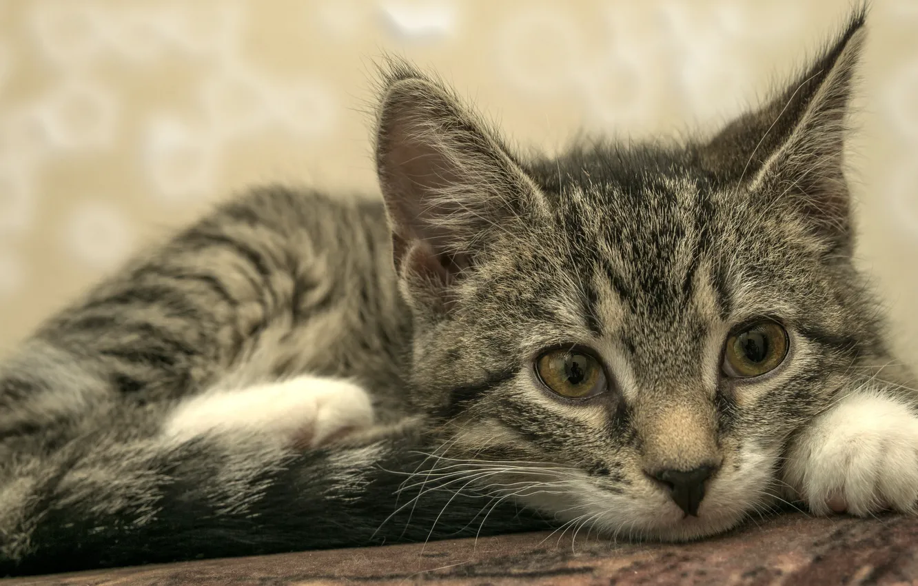 Photo wallpaper cat, look, pose, grey, background, wall, lies, kitty