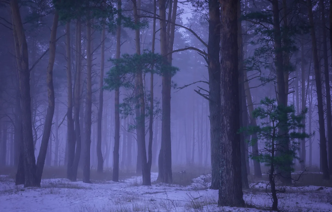Photo wallpaper winter, forest, snow, trees, branches, fog, morning, haze