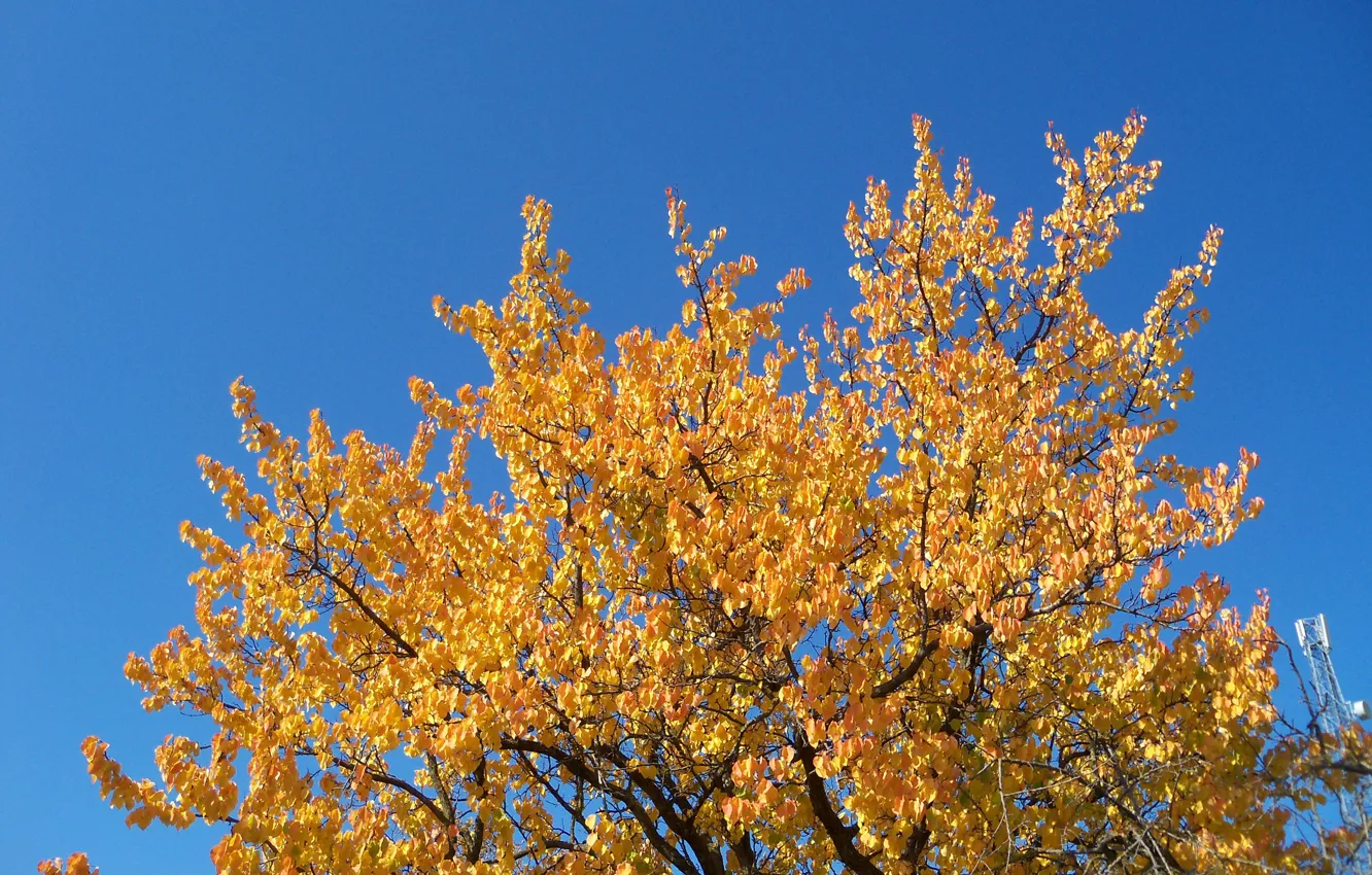 Photo wallpaper autumn, the sky, trees, blue, gold, blue, bright, colorful
