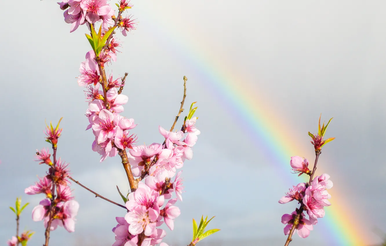 Photo wallpaper the sky, flowers, branches, rainbow, spring, garden