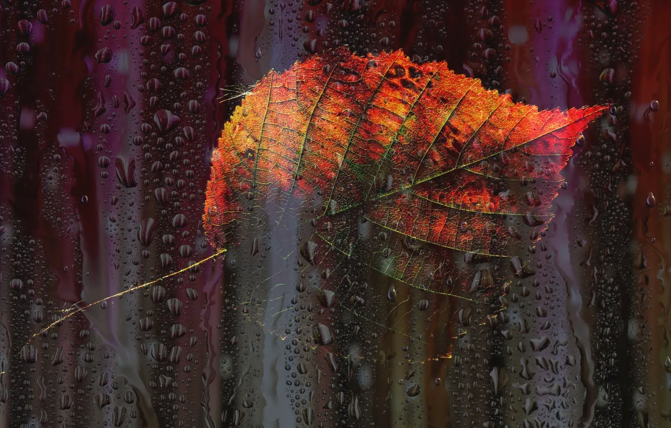 Photo wallpaper autumn, drops, leaf, window