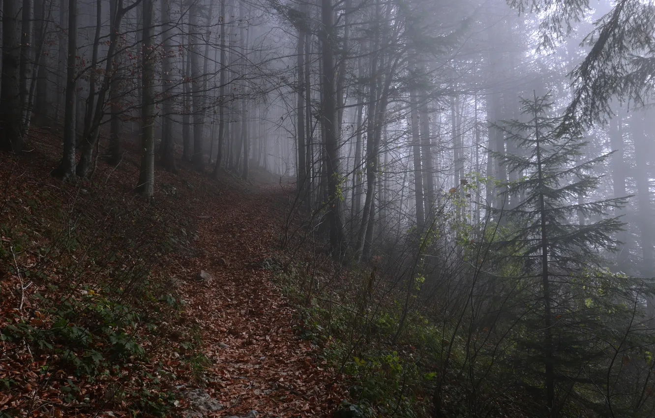 Photo wallpaper forest, trees, nature, fog, Germany, Bayern, path, Germany