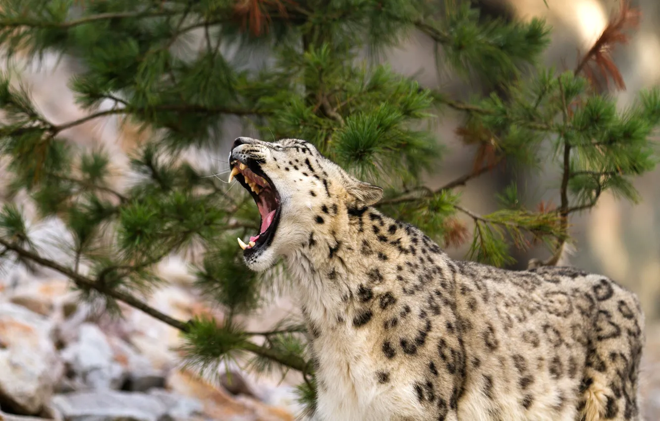 Photo wallpaper language, cat, mouth, IRBIS, snow leopard, yawns, pine