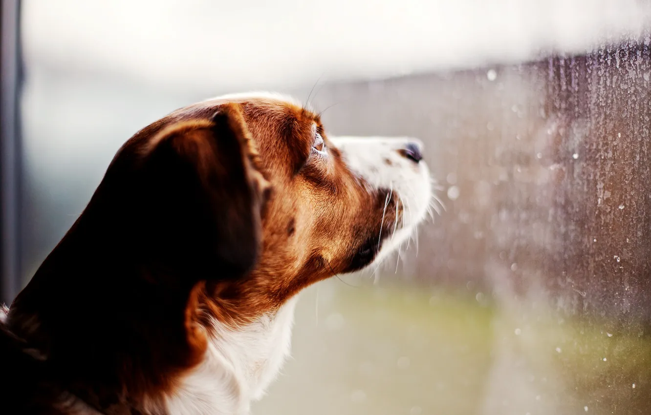 Photo wallpaper glass, drops, rain, dog, window, looks