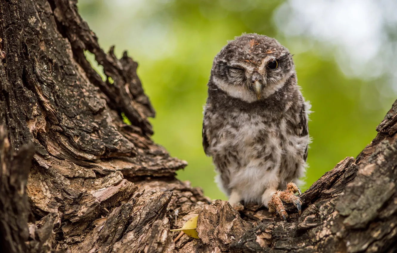 Photo wallpaper trees, owl, bird, bark, Chicks, owlet, winks