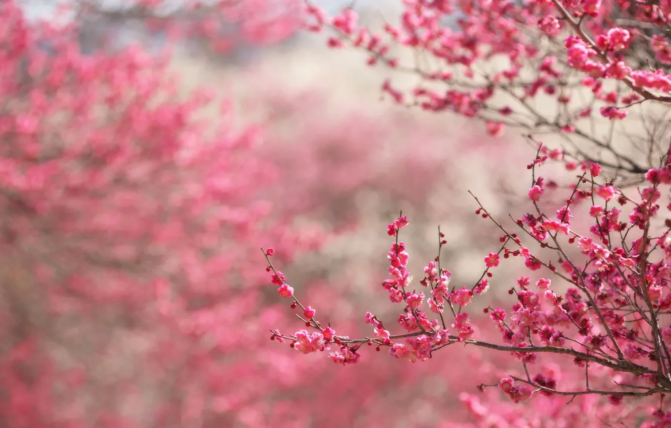 Photo wallpaper flowers, branches, flowering, blossom
