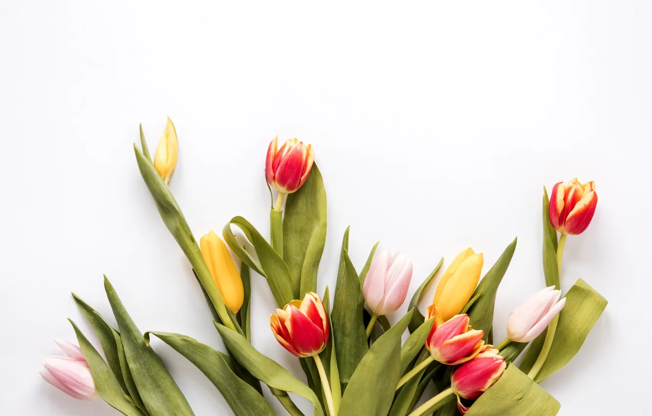 Photo wallpaper flowers, colorful, tulips, fresh, flowers, tulips, spring, multicolored