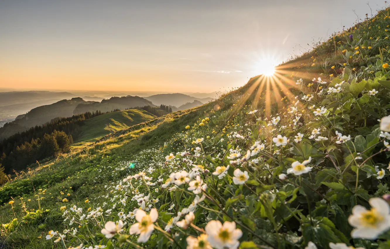 Photo wallpaper the sun, flowers, mountains, hills