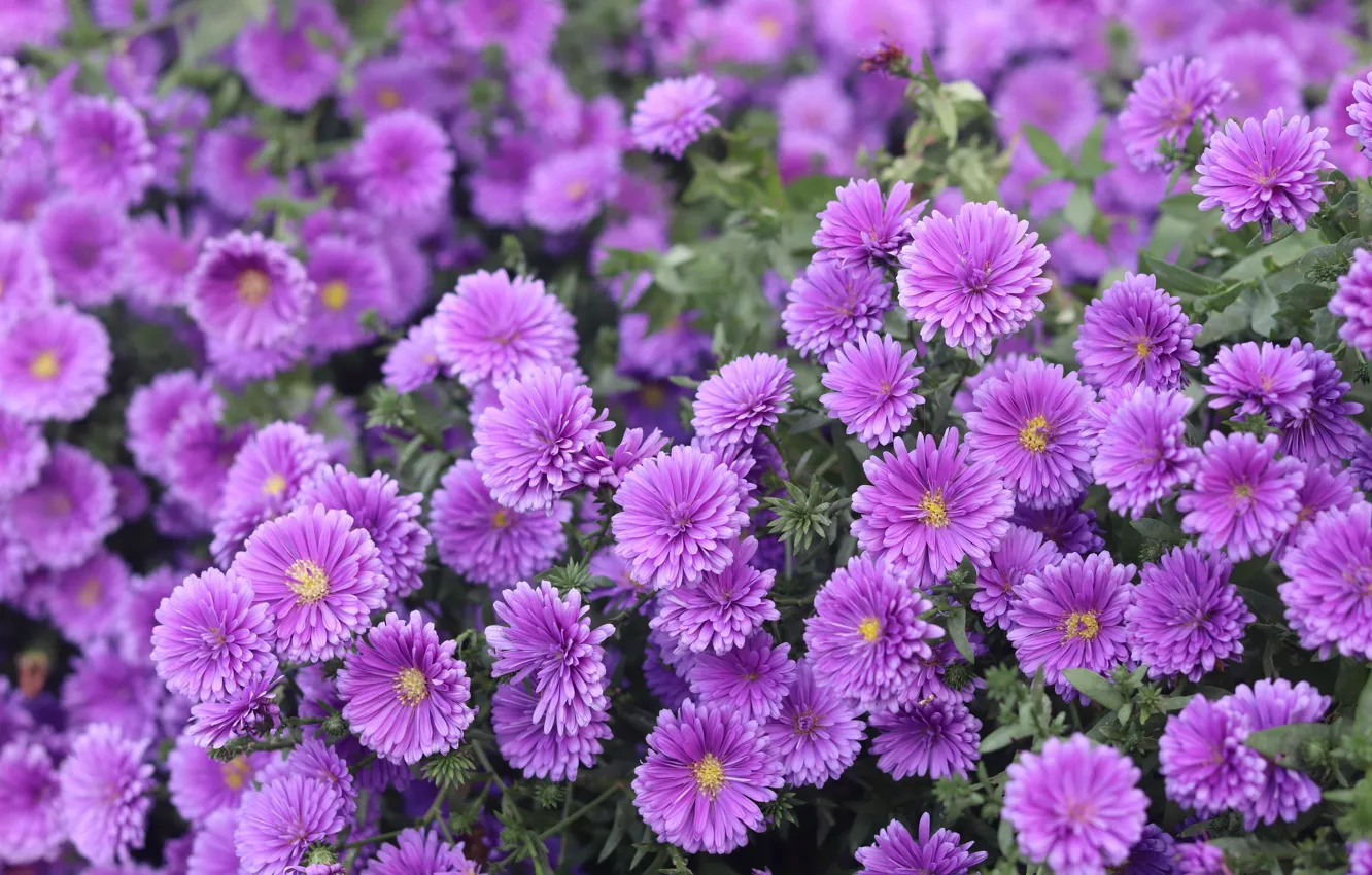 Photo wallpaper flowers, Bush, garden, a lot, lilac, asters