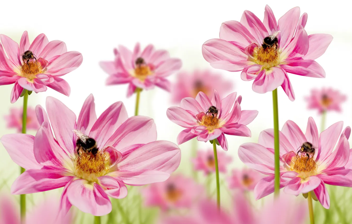 Photo wallpaper flowers, background, bees
