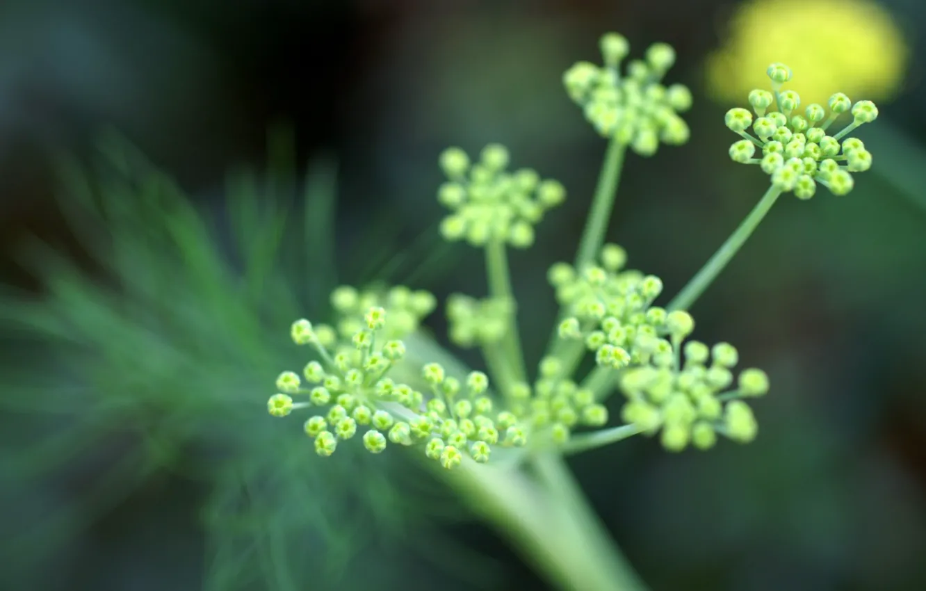 Photo wallpaper flowers, Greens, focus