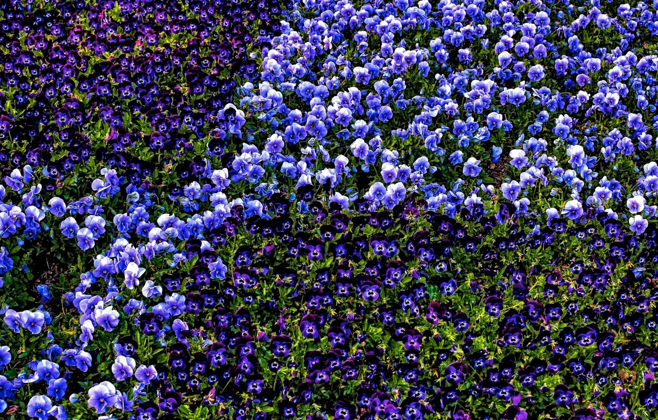 Photo wallpaper Pansy, viola, violet garden