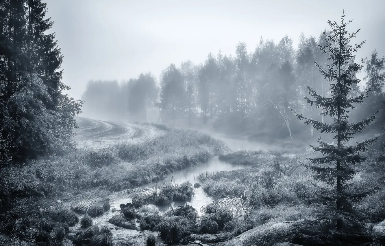 Photo wallpaper forest, nature, fog