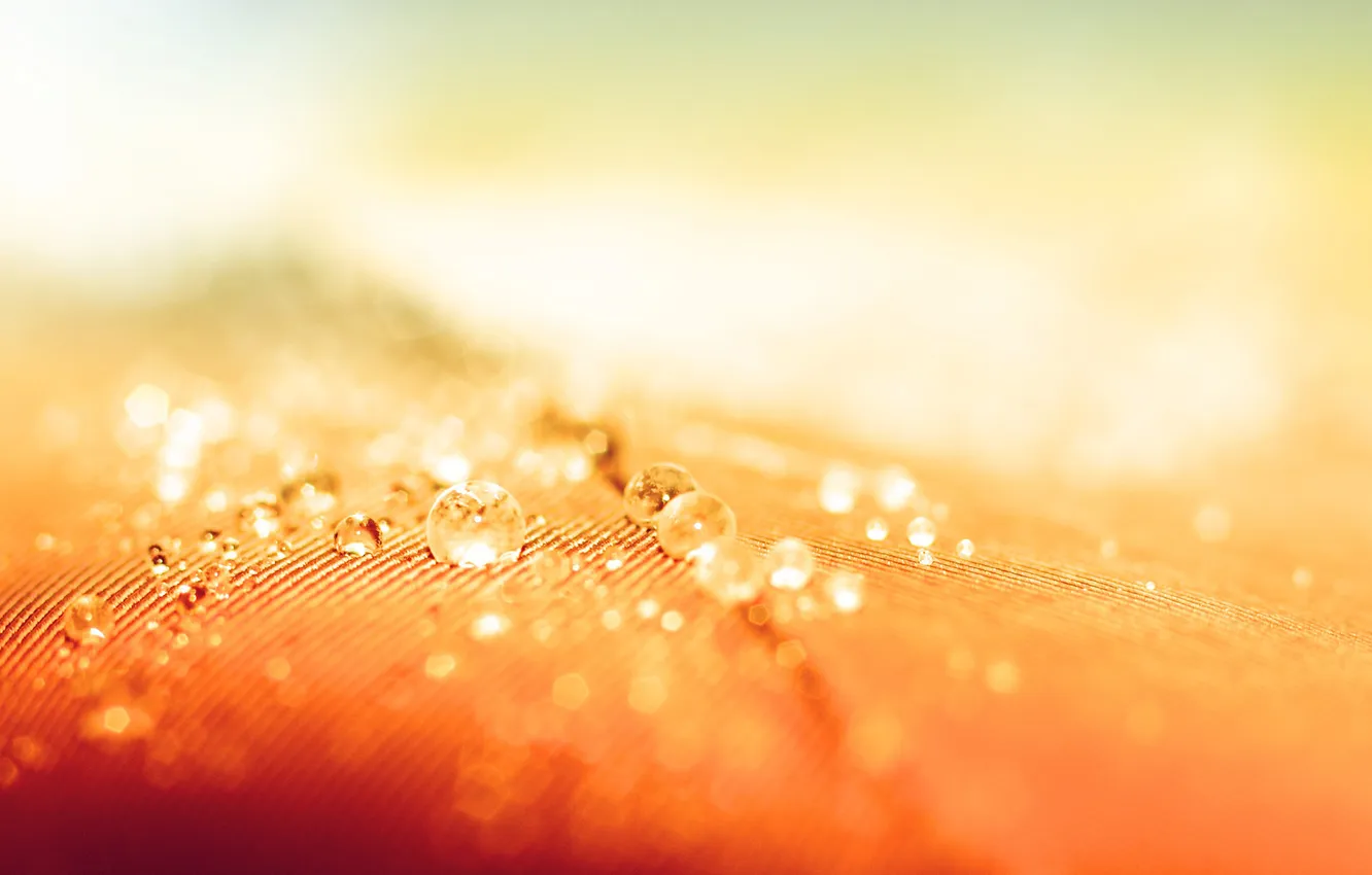 Photo wallpaper macro, light, focus, light, Focus, 1920x1200, water drops, macro
