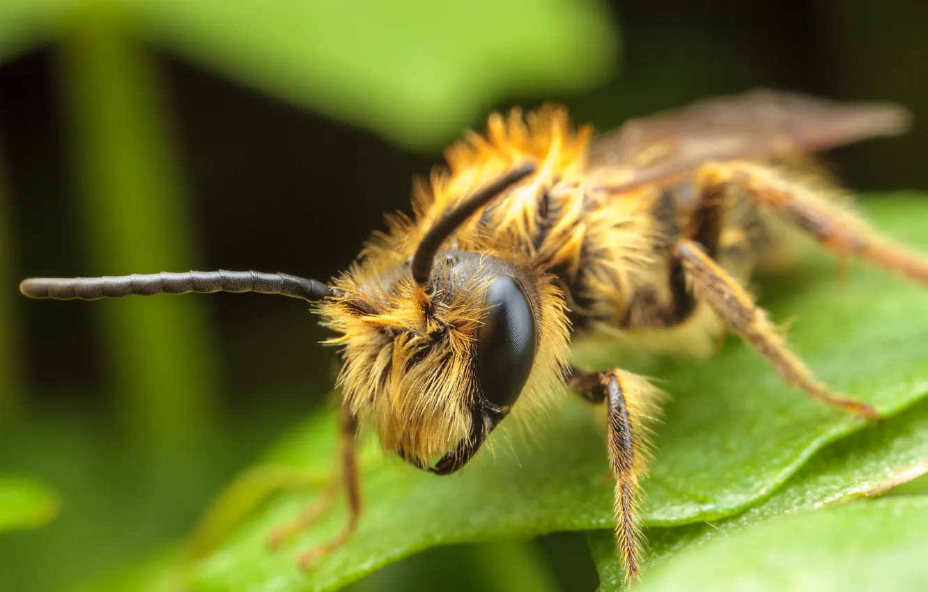 Photo wallpaper leaves, insect, bokeh