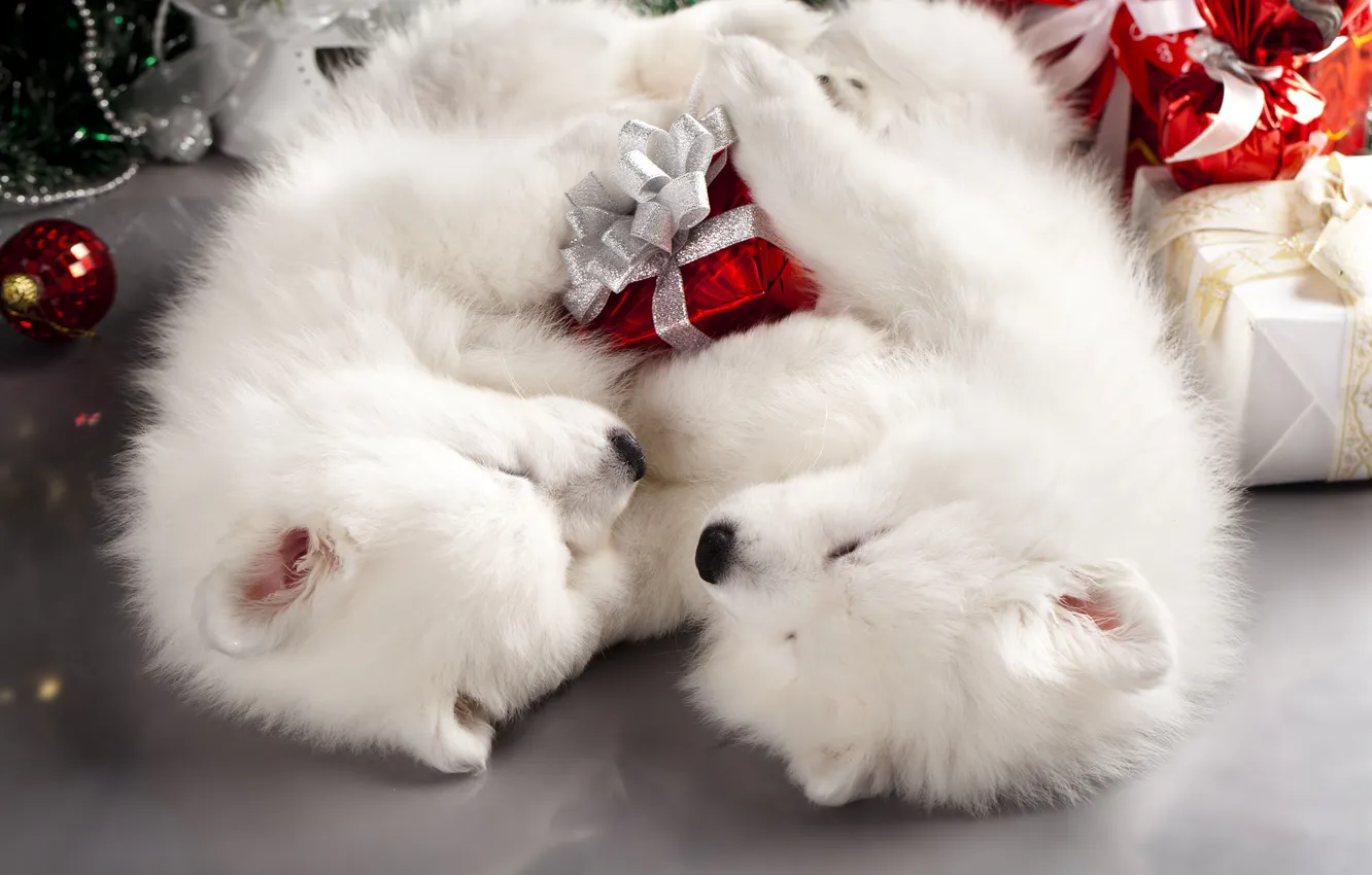 Photo wallpaper holiday, box, gift, two, new year, cute, dog, Christmas