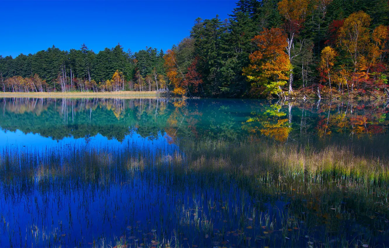 Photo wallpaper autumn, forest, lake, Japan