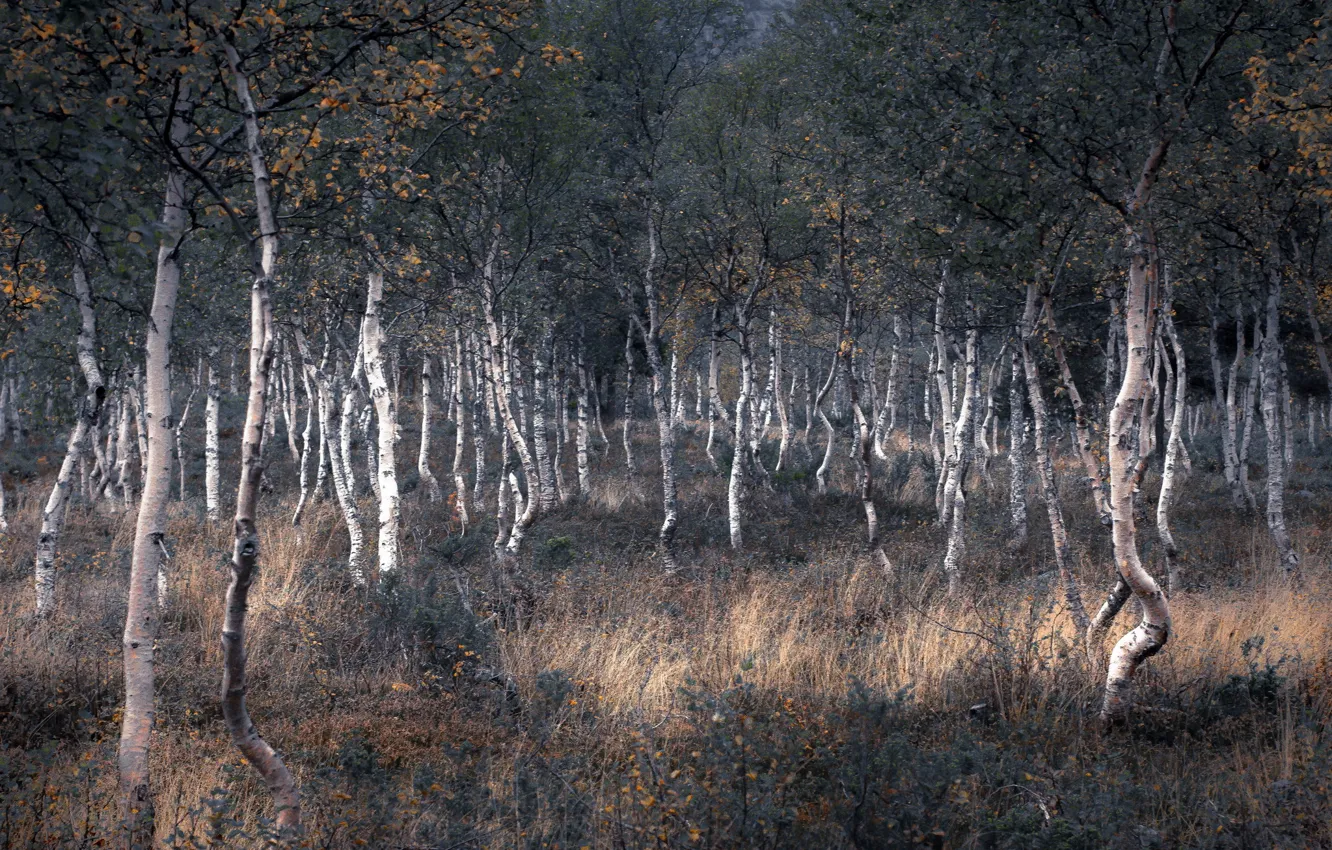 Photo wallpaper forest, trees, nature