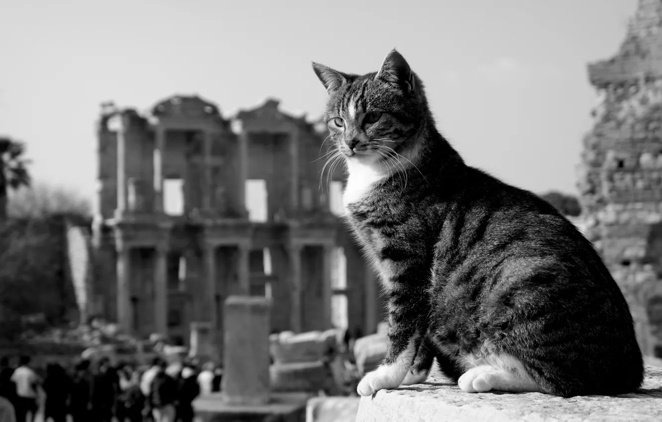 Photo wallpaper cat, cat, the ruins, black and white, monochrome, Turkey, cat, Ephesus