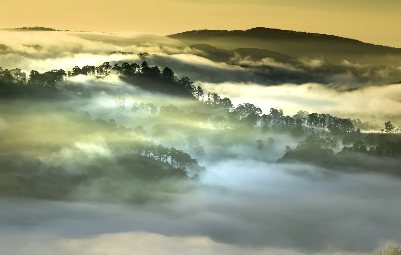 Photo wallpaper forest, clouds, mountains, fog, morning