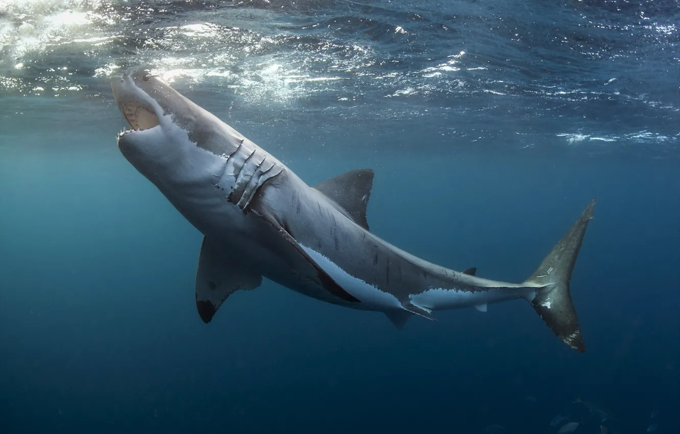 Photo wallpaper sea, nature, Great white shark
