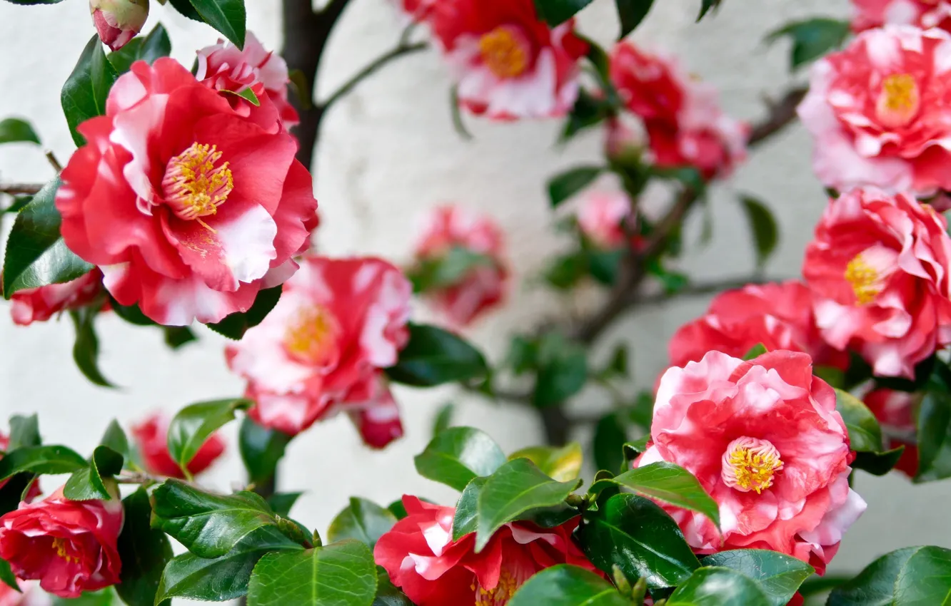 Photo wallpaper flowers, Bush, spring, flowering, Camellia