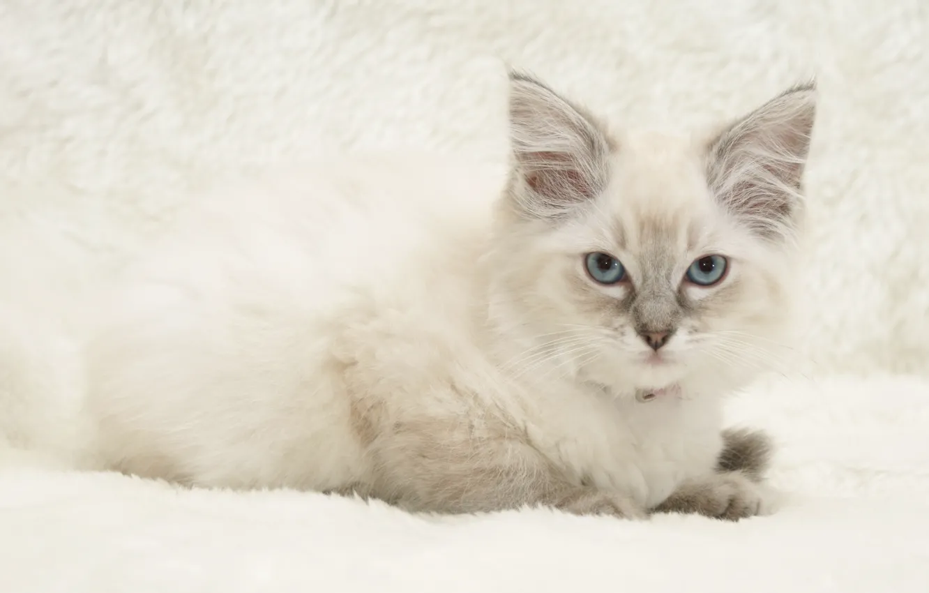 Photo wallpaper cat, kitty, Ragdoll