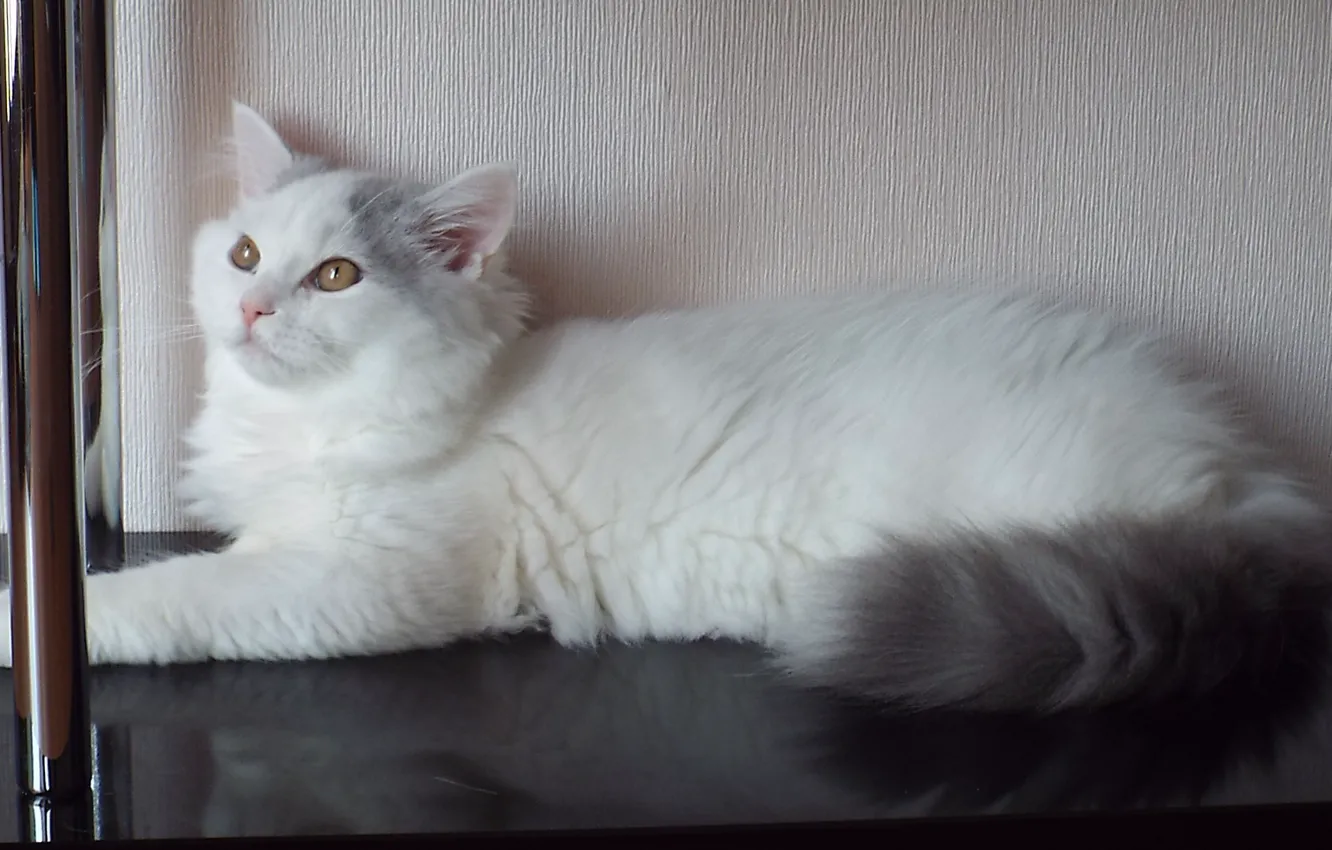 Photo wallpaper cat, white, pussy
