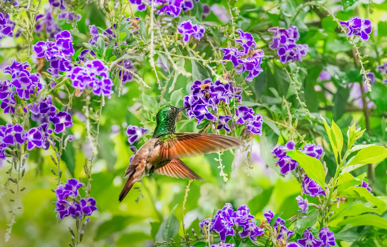 Photo wallpaper flowers, nature, bird, bird, The Peruvian hummingbird, Drinking nectar, Maikel Valle Clara