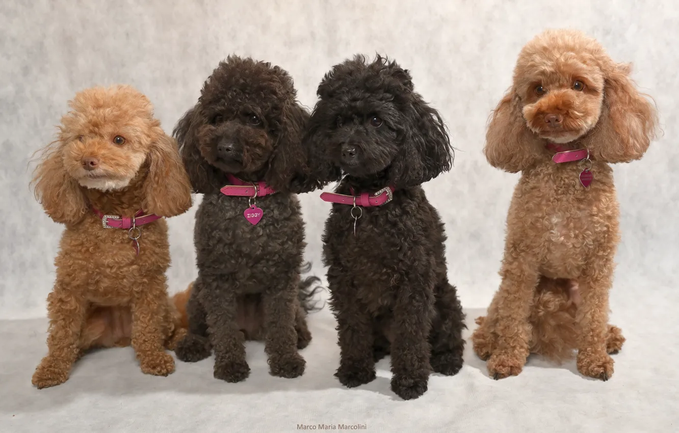 Photo wallpaper dog, pussy, poodle, dog, handsome, Pets, woof woof, Marco Maria Marcolini