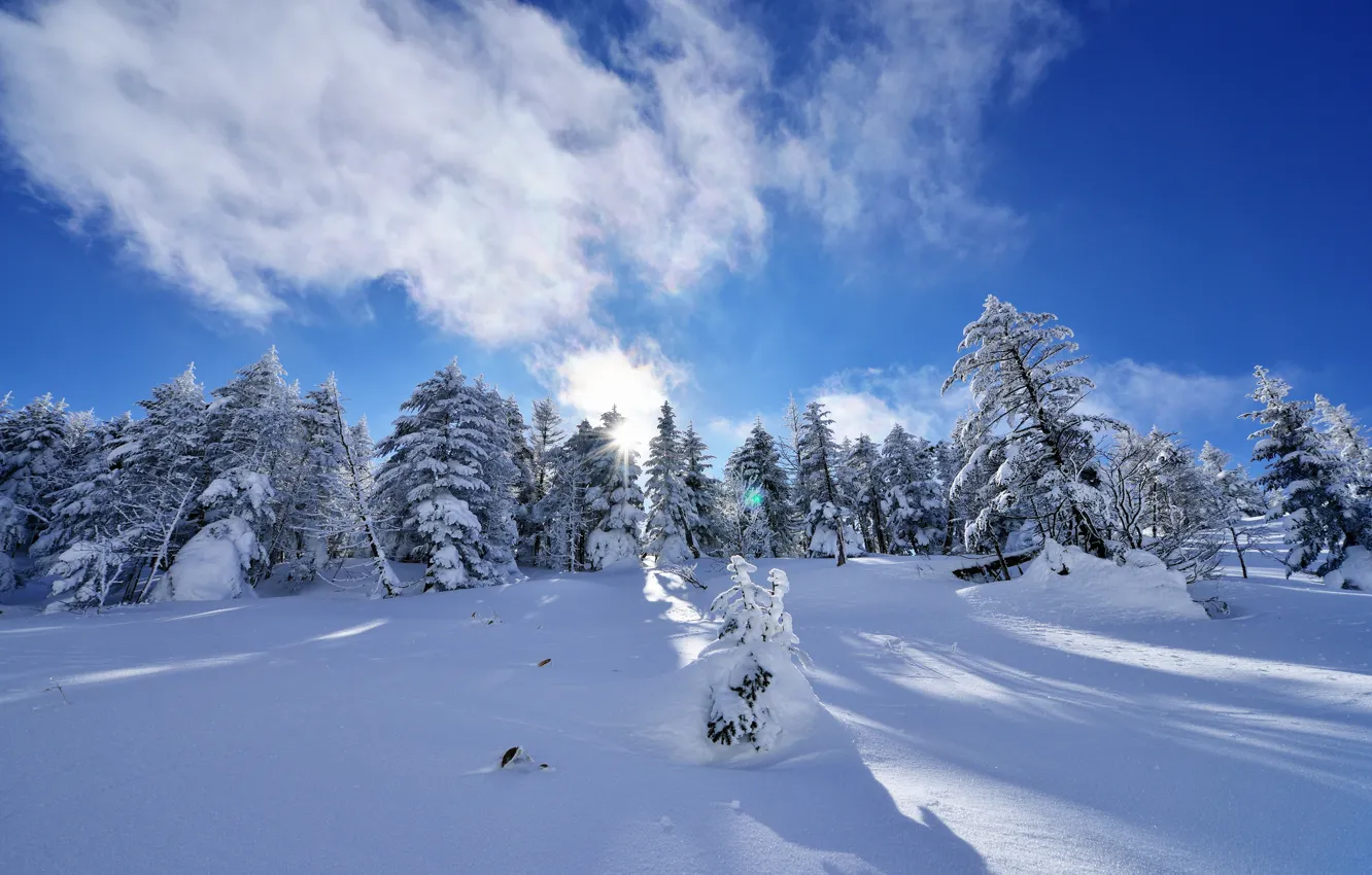 Photo wallpaper winter, the sky, clouds, snow, trees, spruce, slope
